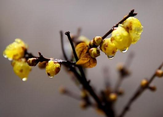 這5種樹木種植在別墅花園中別有一番風(fēng)雅！