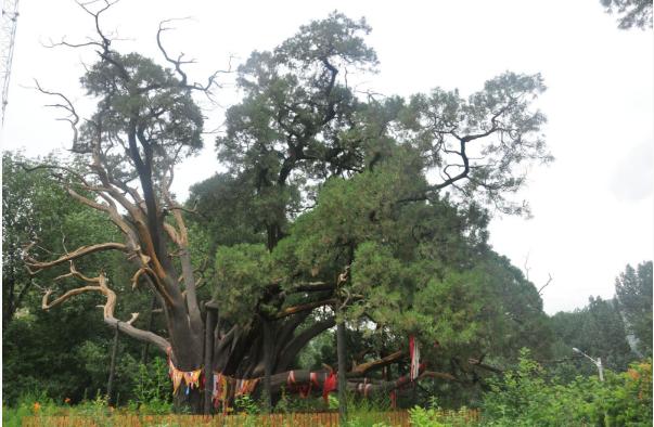 北京首座“古柏公園”計(jì)劃明年5月開(kāi)園