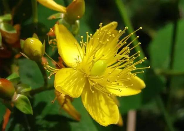 這類觀花樹(shù)木，為何能在園林景觀中長(zhǎng)盛不衰？