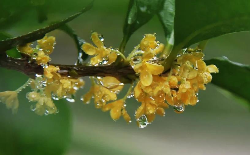 春季桂花移栽修剪有訣竅，襄陽園林綠化公司親傳經(jīng)驗(yàn)，來年花多枝密長勢(shì)好