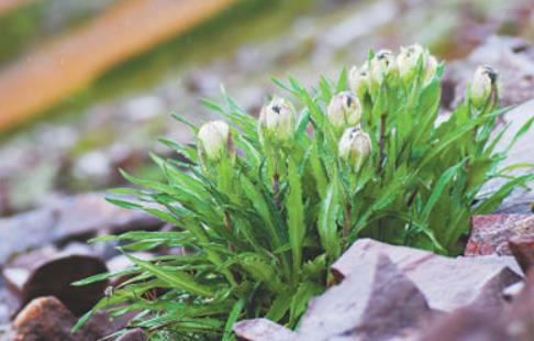 冰天雪地，為何也有植物開花？